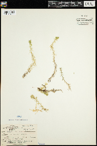 Sphagnum recurvum image