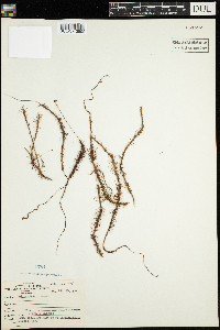 Polytrichum commune image