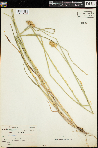 Carex adusta image
