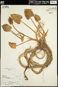 Calla palustris image