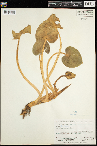 Calla palustris image