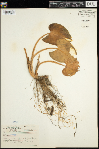 Calla palustris image