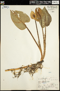 Calla palustris image