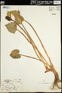 Calla palustris image