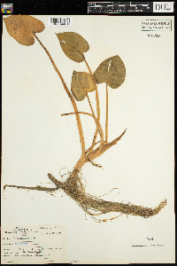 Calla palustris image