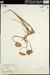 Calla palustris image