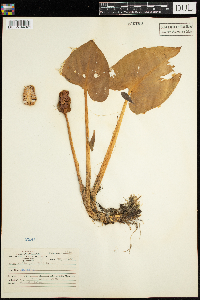 Calla palustris image