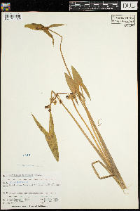 Sagittaria latifolia image