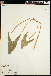 Sagittaria latifolia image