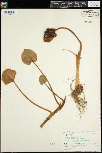 Calla palustris image