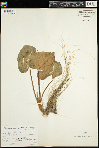 Calla palustris image