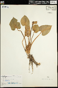 Calla palustris image