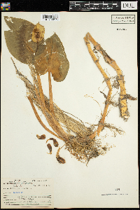 Calla palustris image