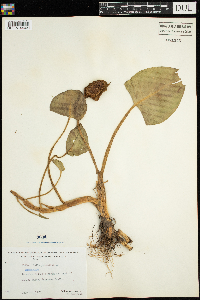 Calla palustris image