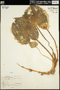 Calla palustris image