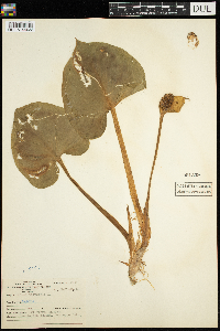 Calla palustris image