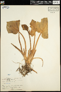 Calla palustris image