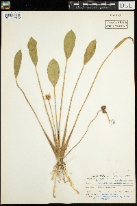 Sagittaria latifolia image