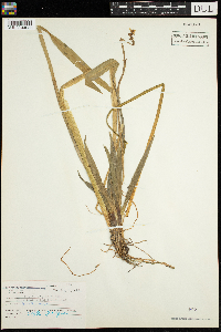 Sagittaria rigida image