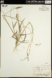 Sagittaria rigida image