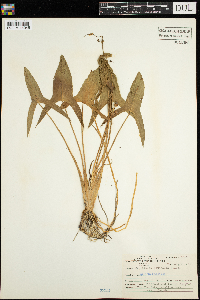 Sagittaria latifolia image