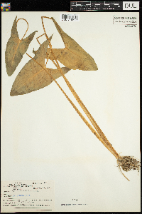 Sagittaria latifolia image