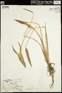 Sagittaria latifolia image