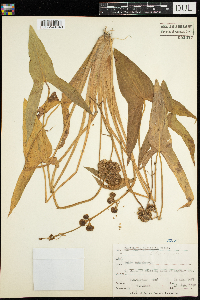 Sagittaria latifolia image