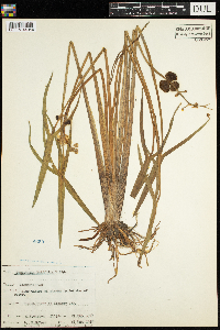 Sagittaria latifolia image