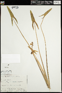 Sagittaria latifolia image