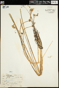 Sagittaria rigida image