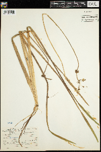 Sagittaria rigida image