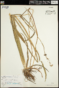 Sagittaria rigida image