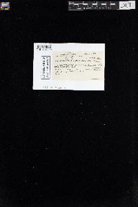 Oncophorus virens image