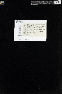 Oncophorus virens image