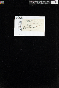 Oncophorus virens image