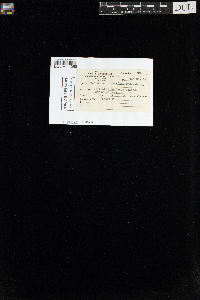 Oncophorus virens image