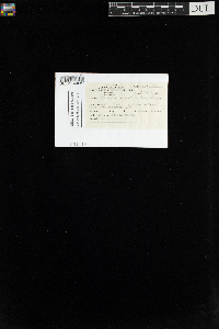 Orthotrichum sordidum image