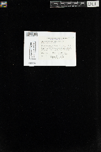 Plagiothecium laetum image