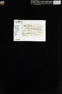 Anomobryum filiforme image