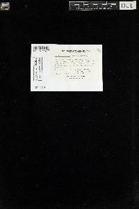 Pohlia nutans image