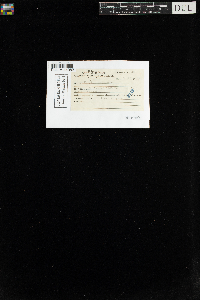 Polytrichum commune image