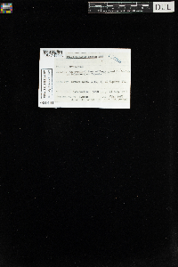 Plagiothecium laetum image