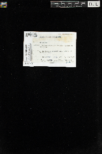 Plagiothecium laetum image