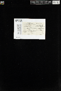 Media resource of Plagiothecium pulchellum