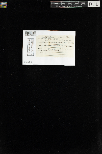 Media resource of Plagiothecium turfaceum