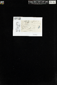 Polytrichum longisetum image