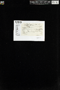 Polytrichum longisetum image