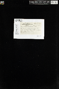 Polytrichum longisetum image