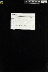 Ptilium crista-castrensis image